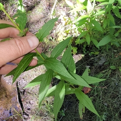 Solidago latissimifolia