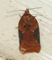 Acleris braunana