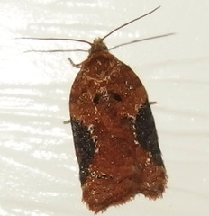 Acleris braunana