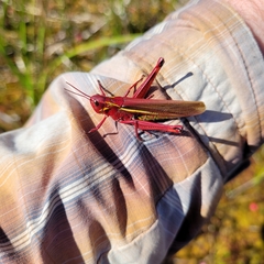 Stethophyma lineatum