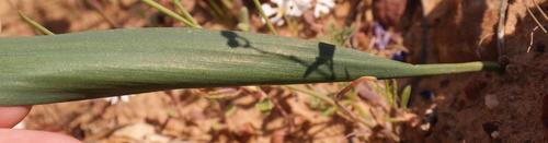 Grassleaf Woolseed (Eriospermum graminifolium)