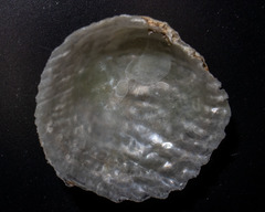 Heteranomia squamula