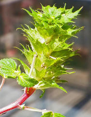 Acalypha ecklonii