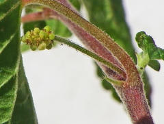 Acalypha ecklonii