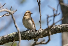 Gymnoris superciliaris