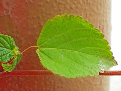 Acalypha ecklonii