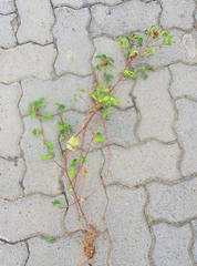 Acalypha ecklonii