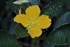 Ludwigia elegans