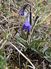 Campanula uniflora