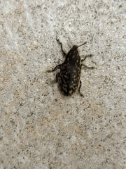 Rhinocyllus