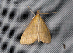 Anania crocealis