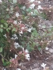 Bombus impatiens