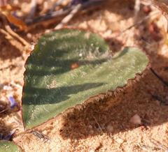 Eriospermum subincanum