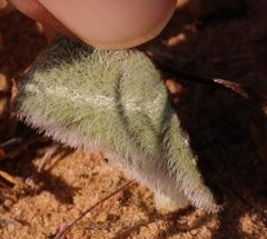 Eriospermum subincanum