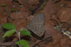 Splendeuptychia mima