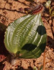 Eriospermum subincanum