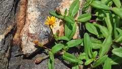 Pectis multiflosculosa