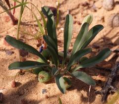 Euphorbia tuberosa