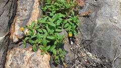 Pectis multiflosculosa