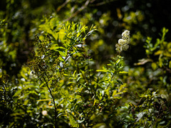 Spiraea alba alba