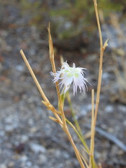 Dianthus broteri