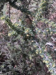 Pultenaea hispidula