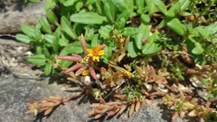 Pectis multiflosculosa