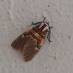 Anaxita decorata