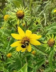 Bombus impatiens
