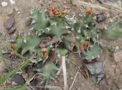 Euphorbia stellata