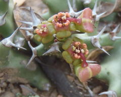 Euphorbia stellata