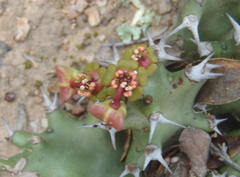 Euphorbia stellata