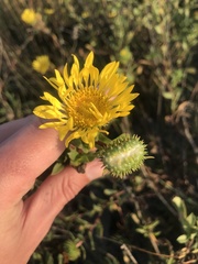 Grindelia stricta angustifolia
