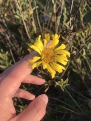 Grindelia stricta angustifolia