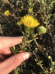 Grindelia stricta angustifolia