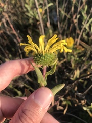 Grindelia stricta angustifolia