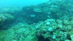 Plectropomus punctatus