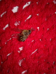 Apis mellifera