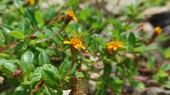 Pectis multiflosculosa