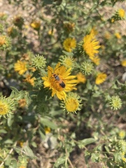 Chauliognathus basalis
