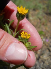 Layia hieracioides