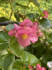 Begonia semperflorens-cultorum
