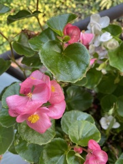 Begonia semperflorens-cultorum