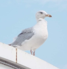 Larus argentatus