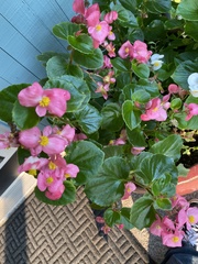 Begonia semperflorens-cultorum