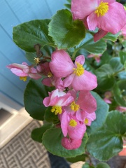 Begonia semperflorens-cultorum