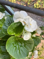 Begonia semperflorens-cultorum