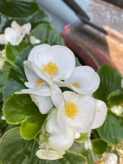 Begonia semperflorens-cultorum