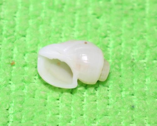 Scalptia foveolata