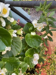 Begonia semperflorens-cultorum